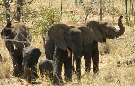virtual safaris are an opportunity to observe how wildlife behave in the absence of tourists