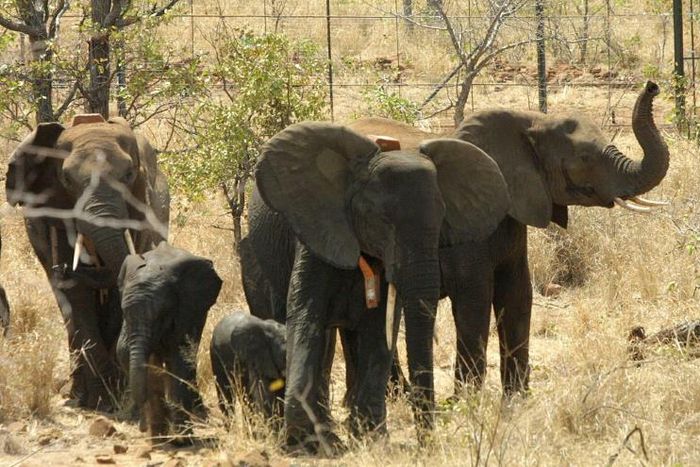 virtual safaris are an opportunity to observe how wildlife behave in the absence of tourists