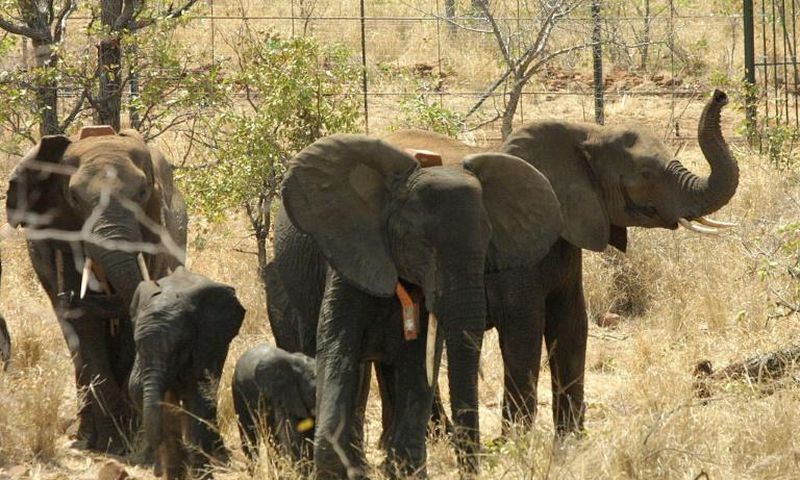 virtual safaris are an opportunity to observe how wildlife behave in the absence of tourists