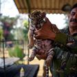 A Bengal tiger born last month in a Mexico zoo was named Covid