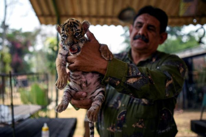 A Bengal tiger born last month in a Mexico zoo was named Covid