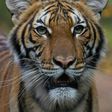 Four-year-old Malayan tiger Nadia who has tested positive for Covid-19