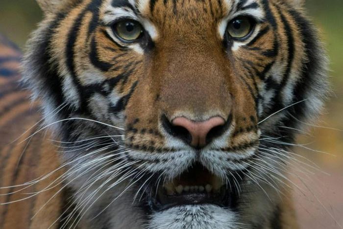 Four-year-old Malayan tiger Nadia who has tested positive for Covid-19