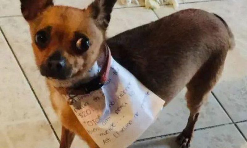Man in self-quarantine sends his dog on an errand to buy him food