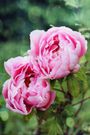 The 20 Best Perennials To Add Some Life And Color To Your Home Garden