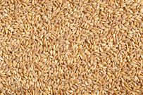 The 12 Healthiest Whole Grains To Eat, According To Nutritionists