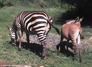 Zebra gives birth to Zonkey after mating with a donkey (photos)