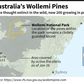 Wollemi National Park in Australia, where pine trees threatened by wildfires have been saved by a protection scheme