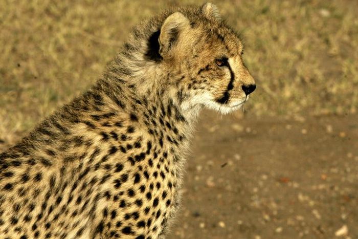 The cheetah is considered vulnerable under the IUCN Red List of Threatened Species
