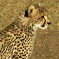 The cheetah is considered vulnerable under the IUCN Red List of Threatened Species