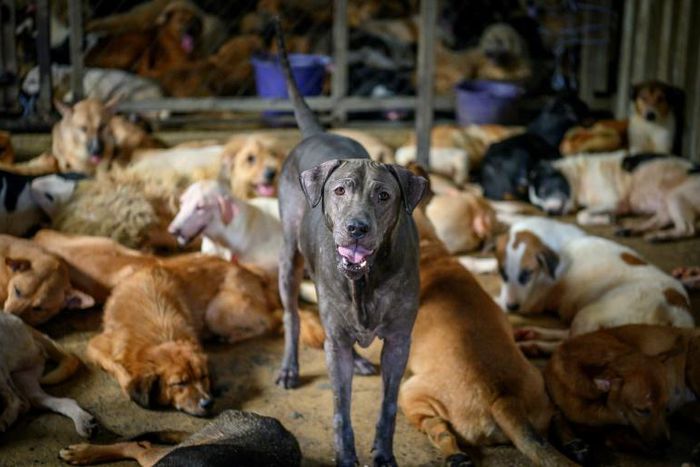 A controversial kennel known as Auntie Ju's Shelter for Stray Dogs on the outskirts of Bangkok says donations of food and money have dramatically decreased since the outbreak of coronavirus