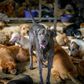 A controversial kennel known as Auntie Ju's Shelter for Stray Dogs on the outskirts of Bangkok says donations of food and money have dramatically decreased since the outbreak of coronavirus