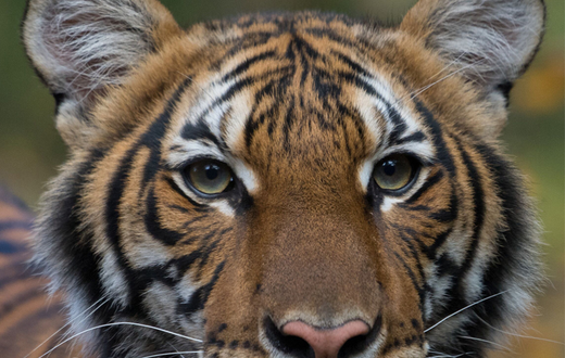 tiger
