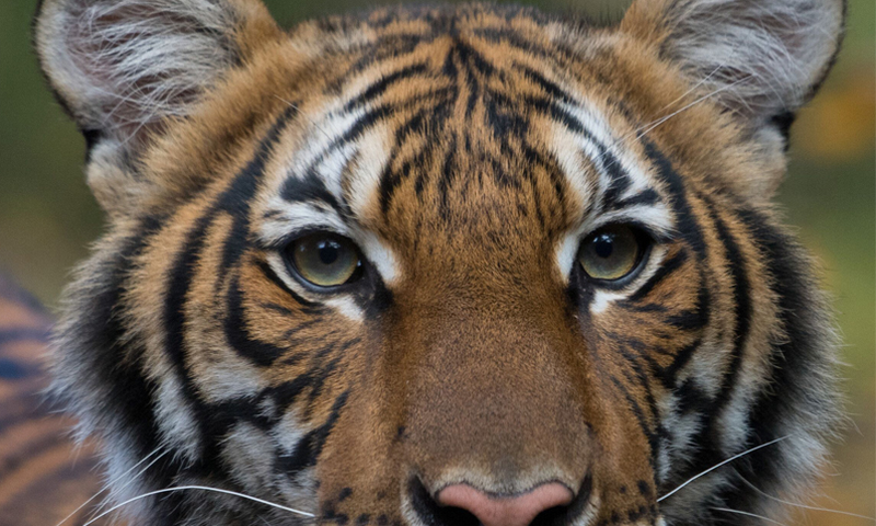 tiger