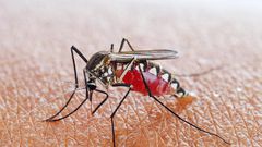mosquito (Wired)