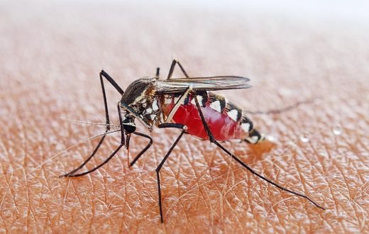 mosquito (Wired)