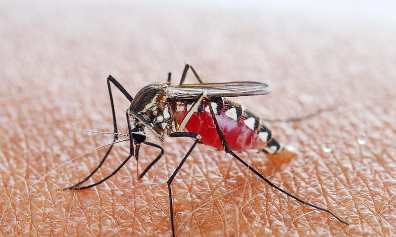 mosquito (Wired)