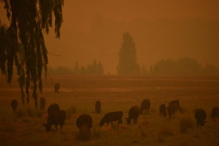 Australia has since October been overwhelmed by an unprecedented bushfire season made worse by climate change