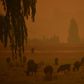 Australia has since October been overwhelmed by an unprecedented bushfire season made worse by climate change