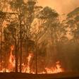 The the crisis has seen an area roughly double the size of Belgium burnt