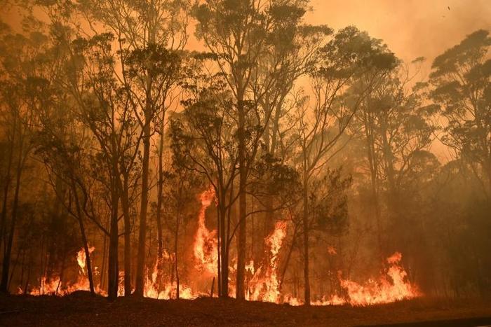 The the crisis has seen an area roughly double the size of Belgium burnt