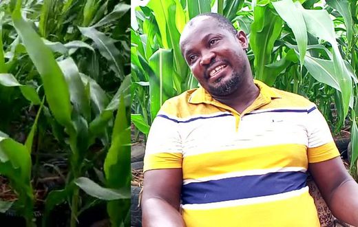 How “God’s direction” to a Ghanaian pastor to convert the roof of his house into farmland  works perfectly (video)