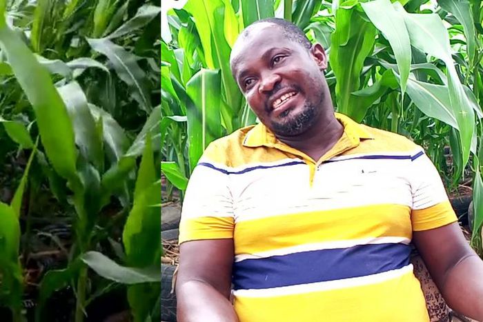 How “God’s direction” to a Ghanaian pastor to convert the roof of his house into farmland  works perfectly (video)