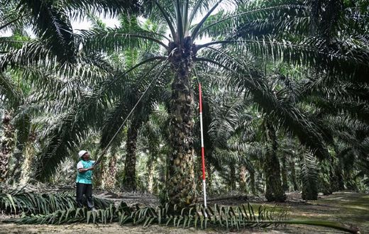 The world's most widely used vegetable oil is found in everything from biscuits to make-up