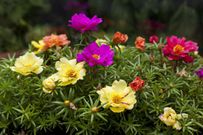 The 10 Best Edible Flowers To Decorate Your Food, According To A Nutritionist