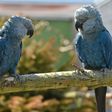 Spix's macaw couple Bonita and Ferdinand, pictured in 2014 at the ACTP wildlife conservation organization in Schoeneiche, eastern Germany