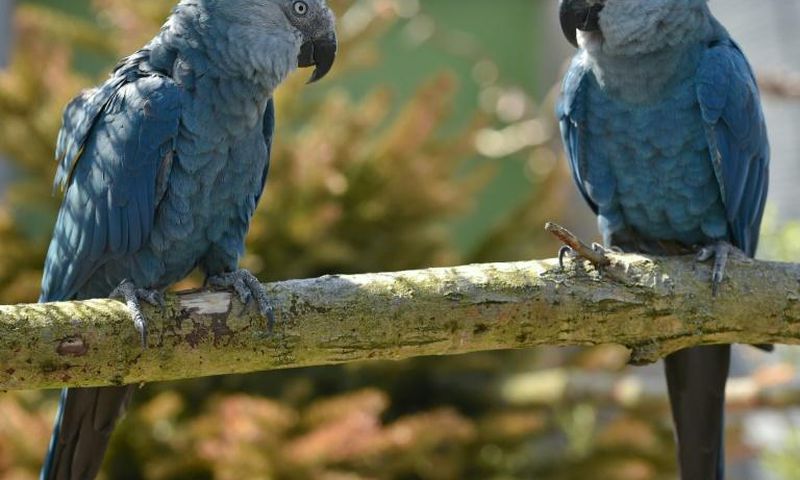 Spix's macaw couple Bonita and Ferdinand, pictured in 2014 at the ACTP wildlife conservation organization in Schoeneiche, eastern Germany