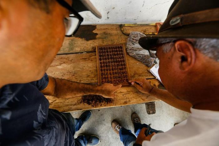 Men test dry cocoa beans at the Sagarama farm in Coaraci, Bahia state, Brazil