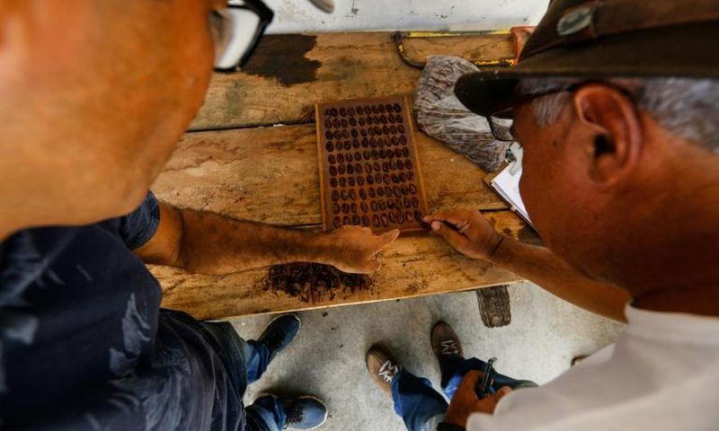 Men test dry cocoa beans at the Sagarama farm in Coaraci, Bahia state, Brazil
