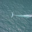 Blue Whale Hearts May Beat Only Twice a Minute During a Dive