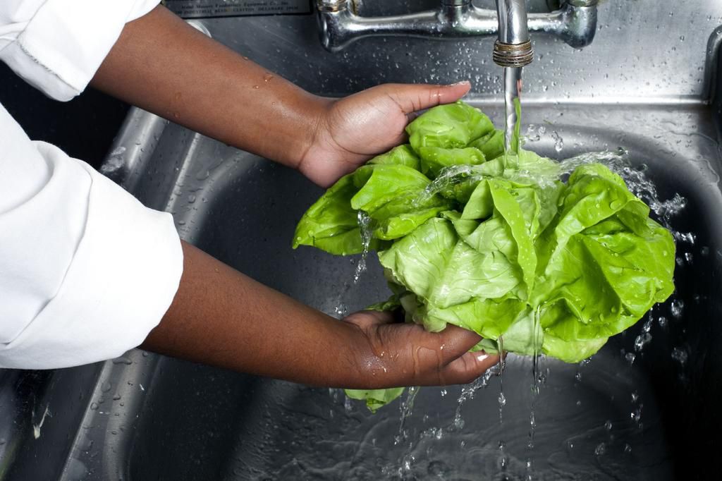 Chef washing Boston lettuce, produce
