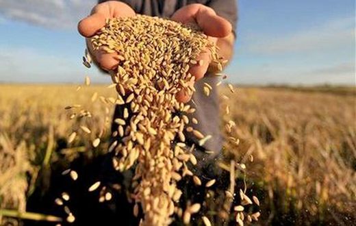 Ghana risks shortage of rice amid COVID-19 pandemic