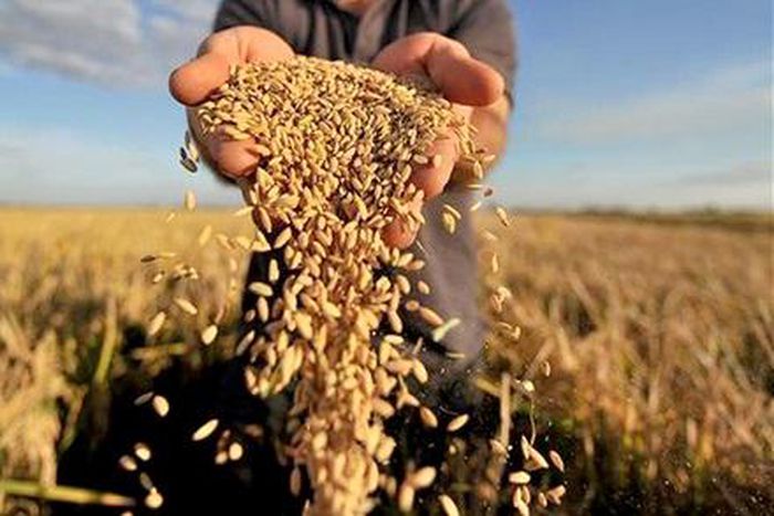 Ghana risks shortage of rice amid COVID-19 pandemic