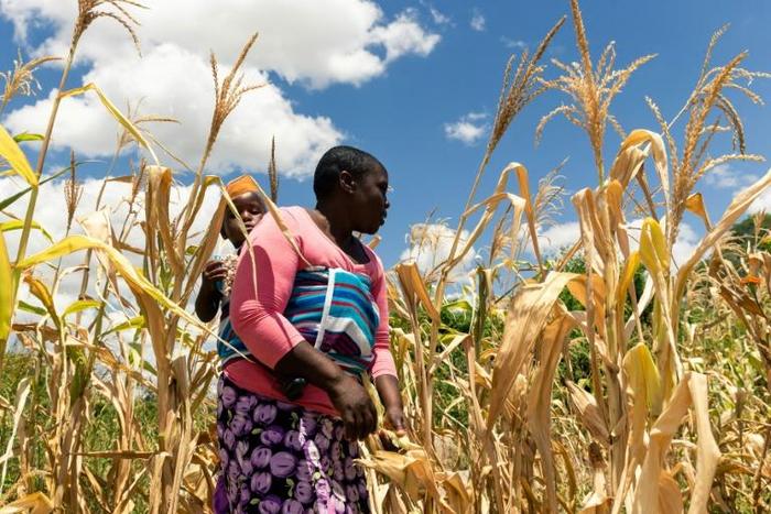 Zimbabwe is in the throes of a drought that has created havoc amid sky-high inflation