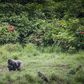 There are fears that the coronavirus could be spread from humans to gorillas in Gabon's parks