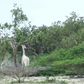 A image by the Ishaqbini Hirola Community Conservancy shows the rare white giraffe and her calf in Kenya