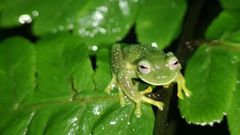 The Bolivian Cochran frog is a species of glass frog native to Bolivia and notable for its transparent belly