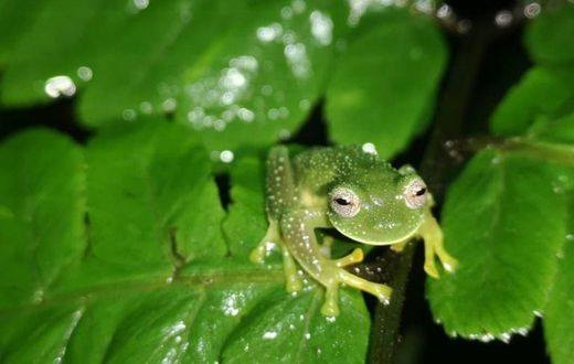 The Bolivian Cochran frog is a species of glass frog native to Bolivia and notable for its transparent belly