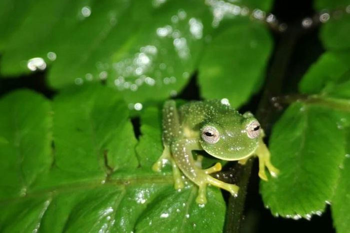 The Bolivian Cochran frog is a species of glass frog native to Bolivia and notable for its transparent belly