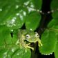 The Bolivian Cochran frog is a species of glass frog native to Bolivia and notable for its transparent belly