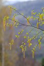 Close-Up Of Plants Against Sky