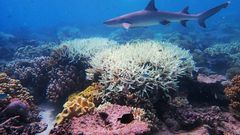 Recent phenomena such as the mass bleaching of the Great Barrier reef suggest heat-related die-off is already occuring in places