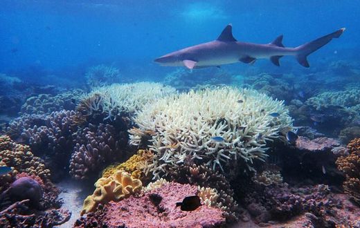 Recent phenomena such as the mass bleaching of the Great Barrier reef suggest heat-related die-off is already occuring in places