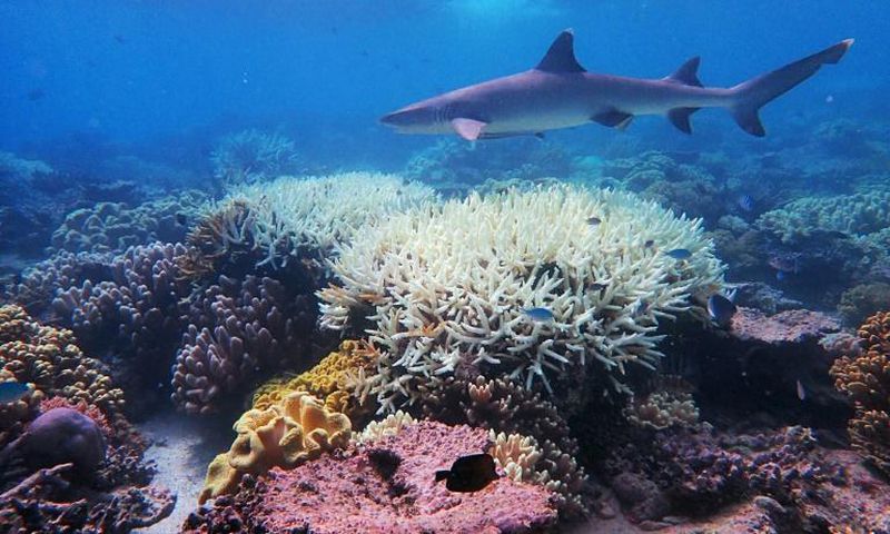 Recent phenomena such as the mass bleaching of the Great Barrier reef suggest heat-related die-off is already occuring in places