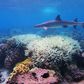 Recent phenomena such as the mass bleaching of the Great Barrier reef suggest heat-related die-off is already occuring in places