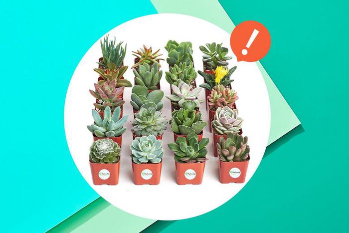Amazon's Having a Secret Sale on Succulents